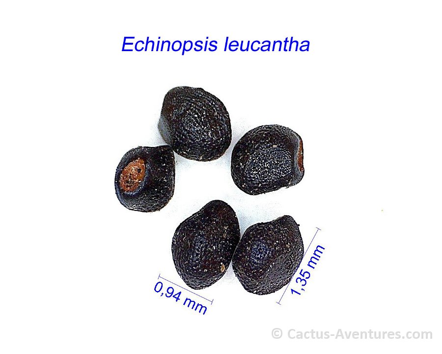 Echinopsis leucantha san Blas